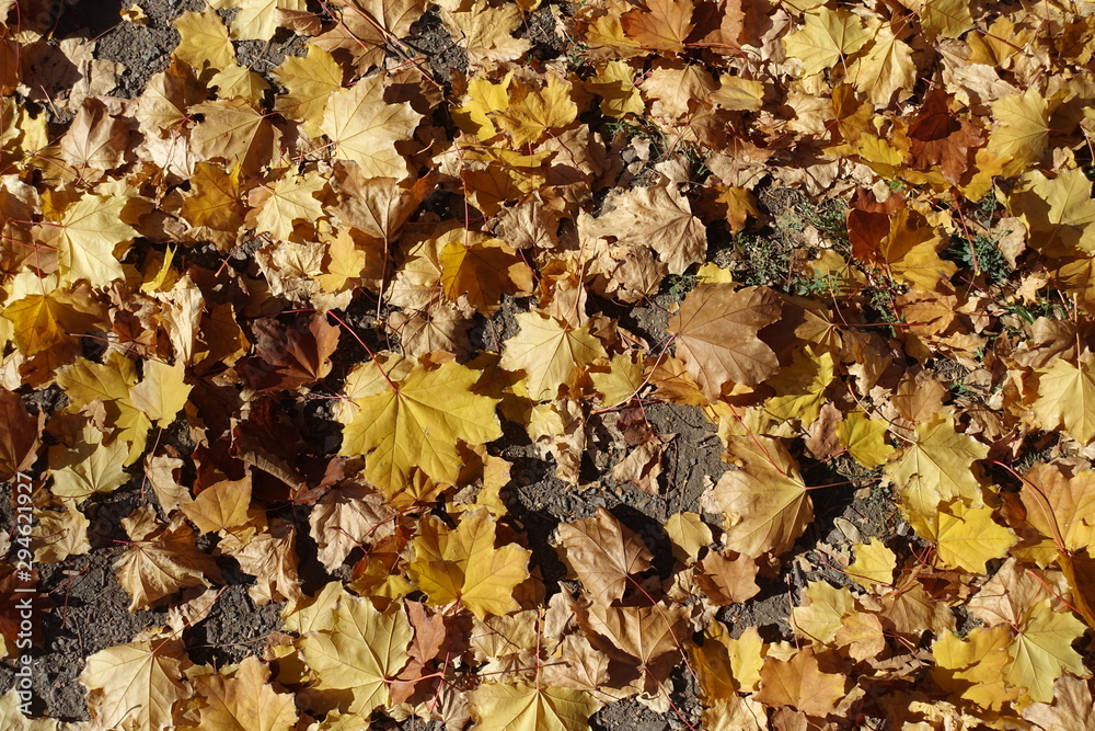 Ground covered with fallen leaves of maple in October