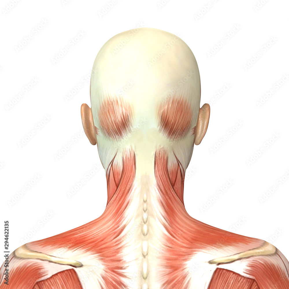 3d illustration of female head muscles anatomy back view ilustração do