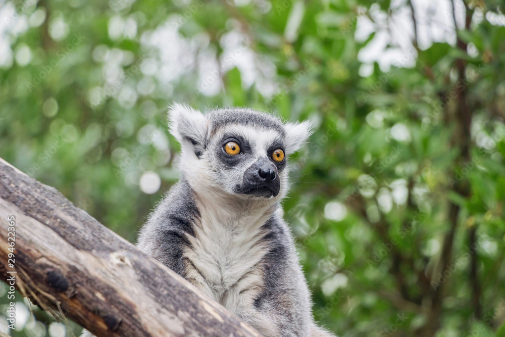 Obraz premium close up of a lemur on tree trunk in nature