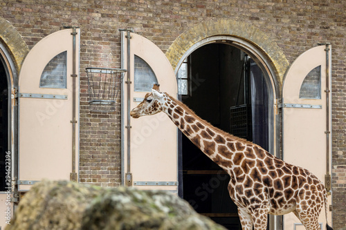 Photography beautiful giraffe at london zoo