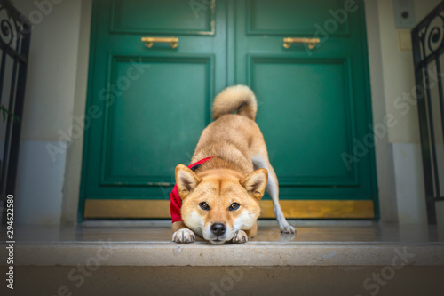 Photo chien shibainu poser devant une porte vert