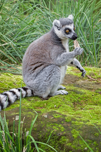 close up of a lemur in green nature