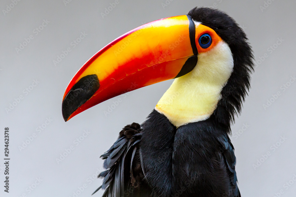 Fototapeta premium isolated portrait of a toucan bird striking a pose