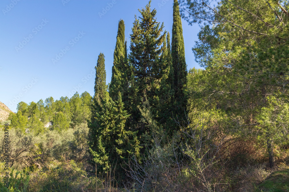cypress in the Beninar area (Spain)