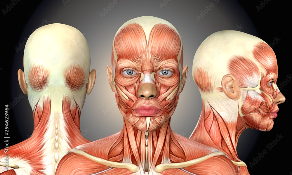 3d Illustration Of Female Head Muscles Anatomy With Front Back And Side View Stock Illustration Adobe Stock 3d Illustration Of Female Head Muscles Anatomy With Front Back And Side View Stock Illustration Adobe Stock