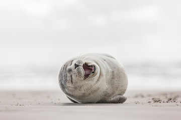 Kleine Robbe am Strand
