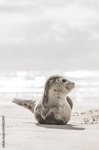 Kleine Robbe am Strand