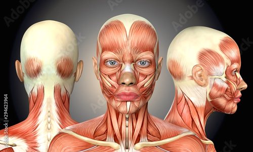 3d illustration of female head muscles anatomy with front back and side view