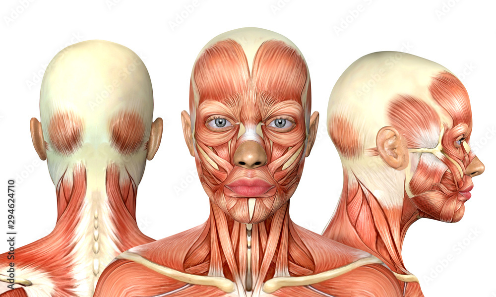 3d Illustration Of Female Head Muscles Anatomy With Front Back And Side