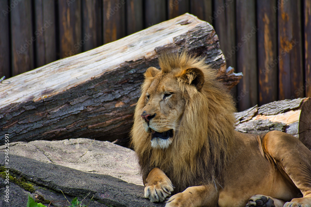 Naklejka premium LION or PANTHERA LEO is the king. Resting on his pride rock. Beautiful example of power. Lord of the jungle. leader. isolated and profile portrait