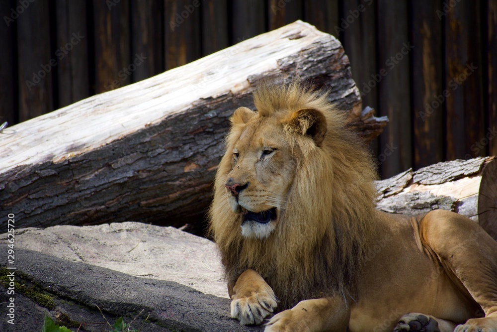 LION or PANTHERA LEO is the king. Resting on his pride rock. Beautiful example of power. Lord of the jungle. leader. isolated and profile portrait LION or PANTHERA LEO is the king. Resting on his pride rock. Beautiful example of power. Lord of the jungle. leader. isolated and profile portrait