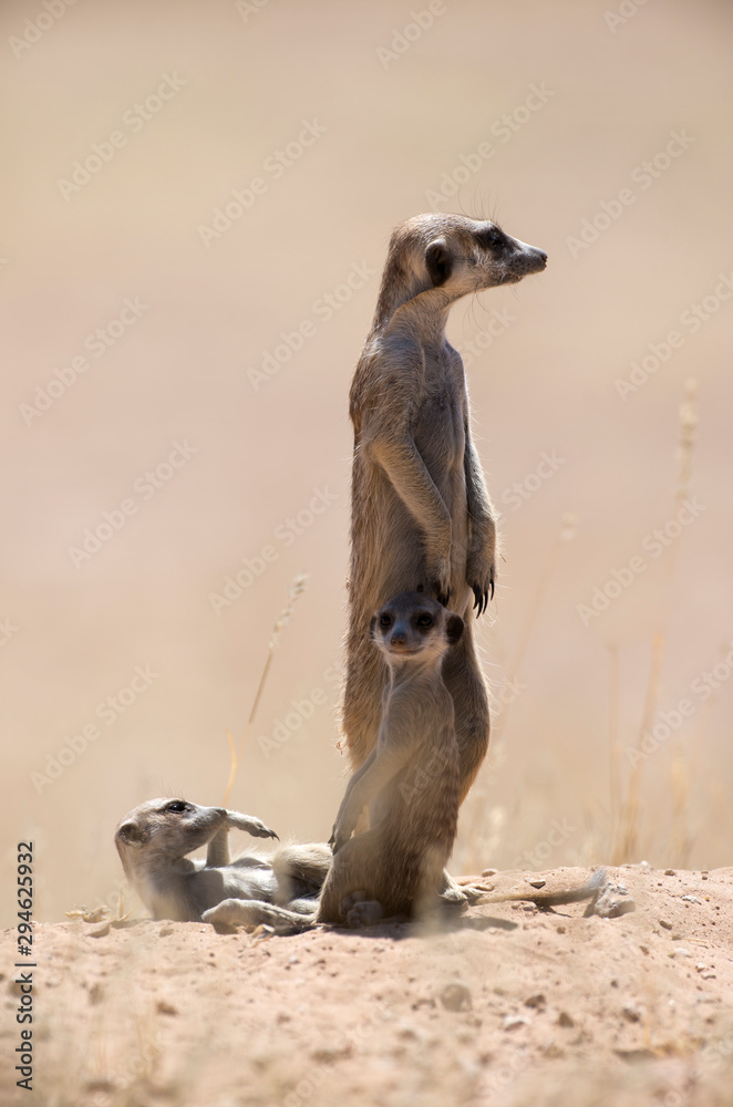 Fototapeta premium Suricate, Suricata suricatta, Parc national Kalahari, Afrique du Sud