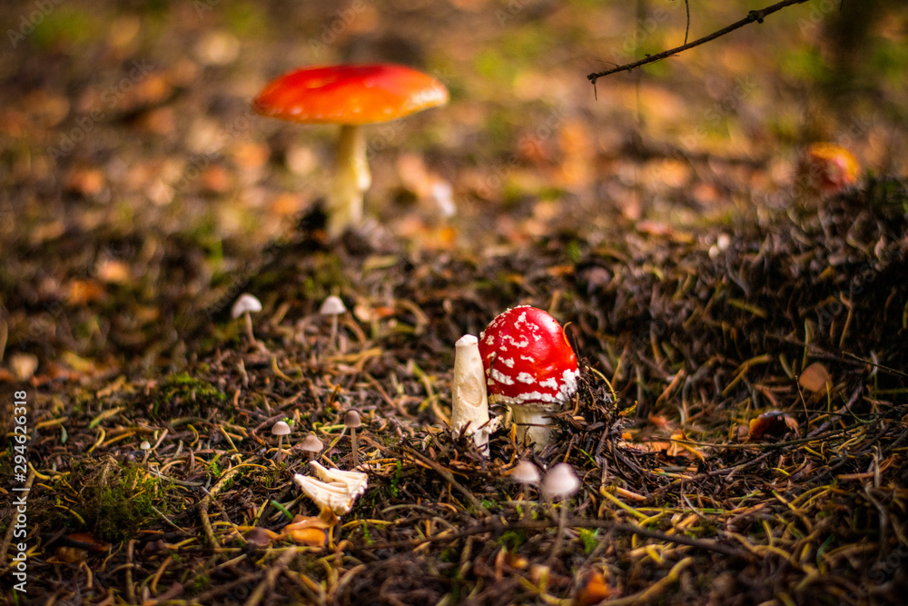 Bright red amanita muscaria in the forest Bright red amanita muscaria in the forest