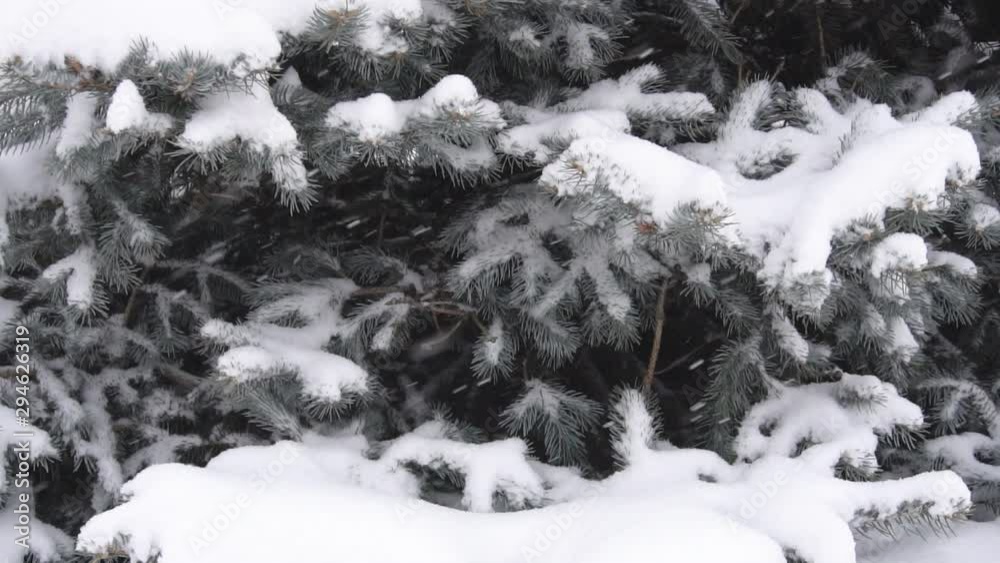 Green branches of fir trees hanging down under the weight of snow, background. Winter nature, slow motion Green branches of fir trees hanging down under the weight of snow, background. Winter nature, slow motion