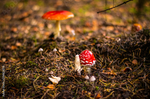 Bright red amanita muscaria in the forest
