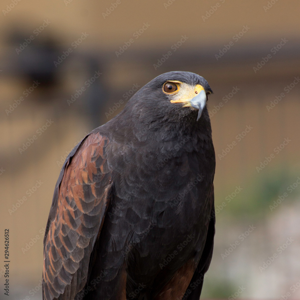 Beautiful black hawk on a perch on display at a medieval reenactment festival Beautiful black hawk on a perch on display at a medieval reenactment festival