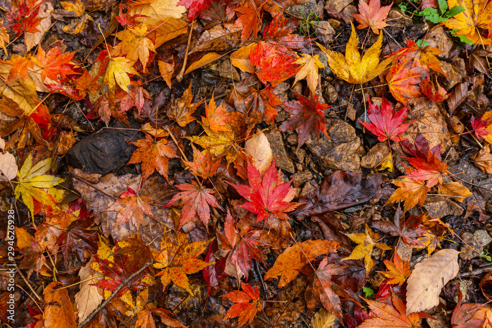 Autumn colors maple leaves, fall foliage Autumn colors maple leaves, fall foliage
