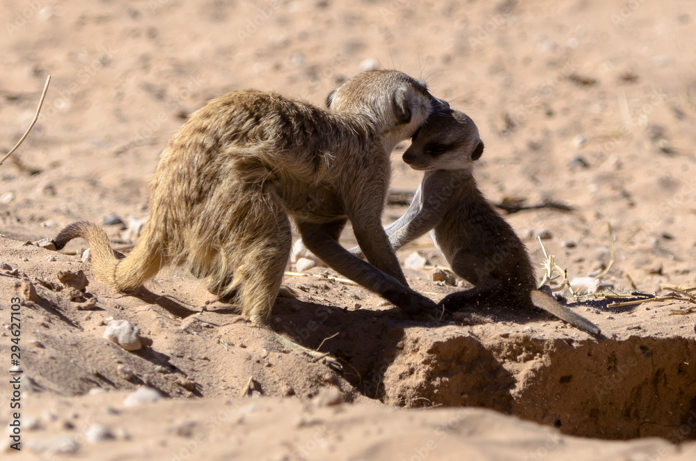 Fototapeta premium Suricate, Suricata suricatta, Parc national Kalahari, Afrique du Sud