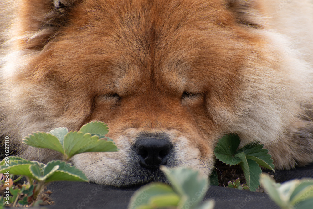 The portrait of a sleeping dog breed chow chow.