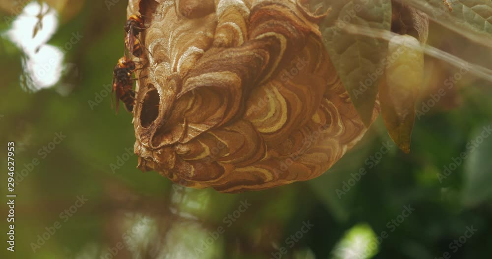 Close up of hornet wasp flying in and out of the nest busy building beehive insect in the nature macro footage Close up of hornet wasp flying in and out of the nest busy building beehive insect in the nature macro footage