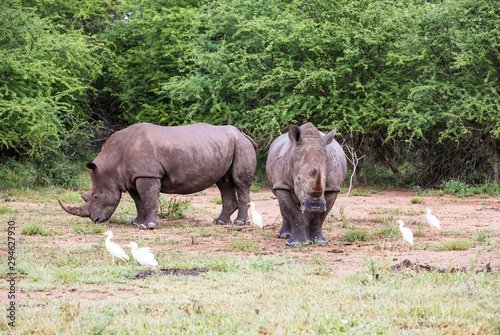 Two white rhino s
