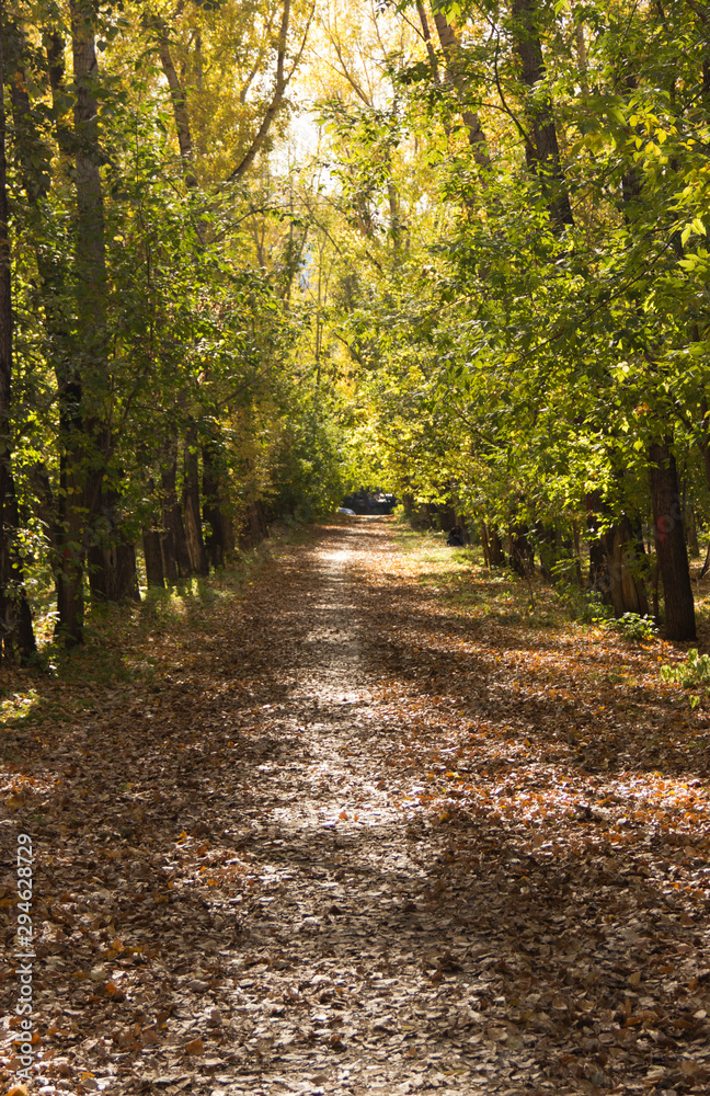 the road covered with yellow leaves in the city Park in autumn the road covered with yellow leaves in the city Park in autumn