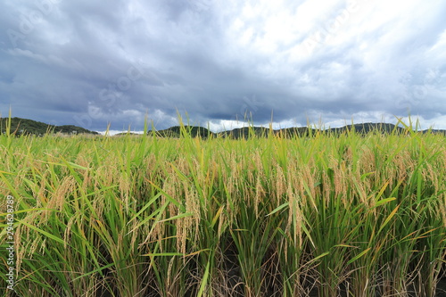 Rice field in Okayama  Japan