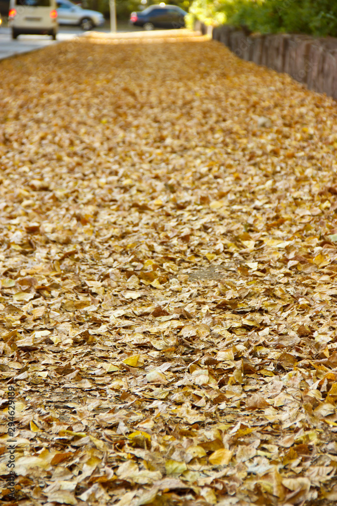 the road covered with yellow leaves in the city Park in autumn the road covered with yellow leaves in the city Park in autumn