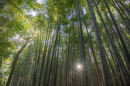 京の竹林