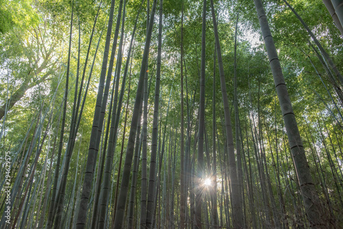 京の竹林