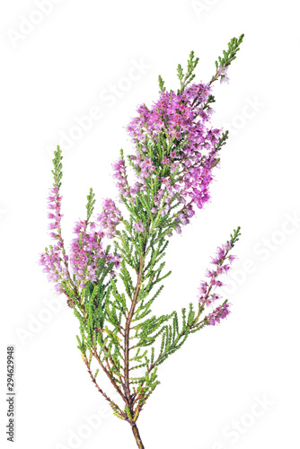 blossoming fine pink heather isolated lush branch