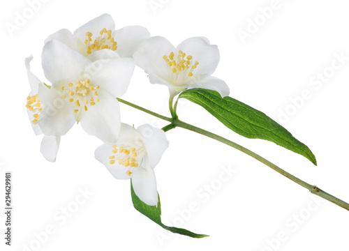 jasmine isolated branch with five white blooms © Alexander Potapov
