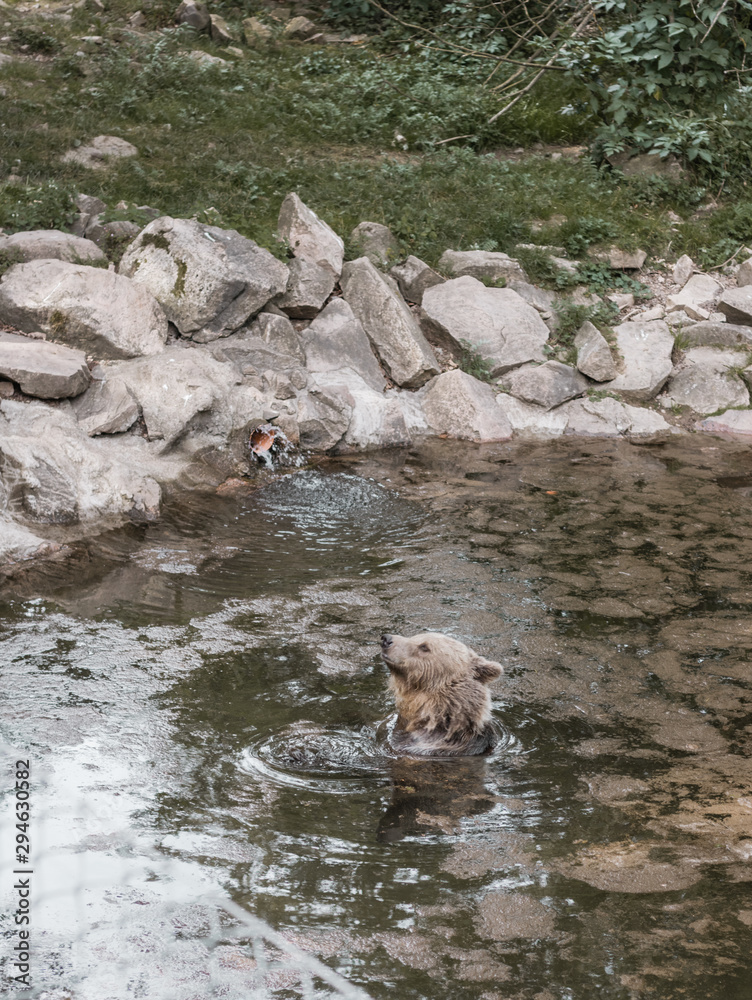 Fototapeta premium bear in water