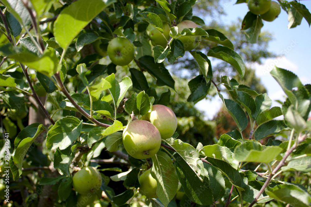 Birnen am Baum