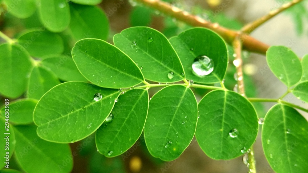 green leaf with drops of water green leaf with drops of water