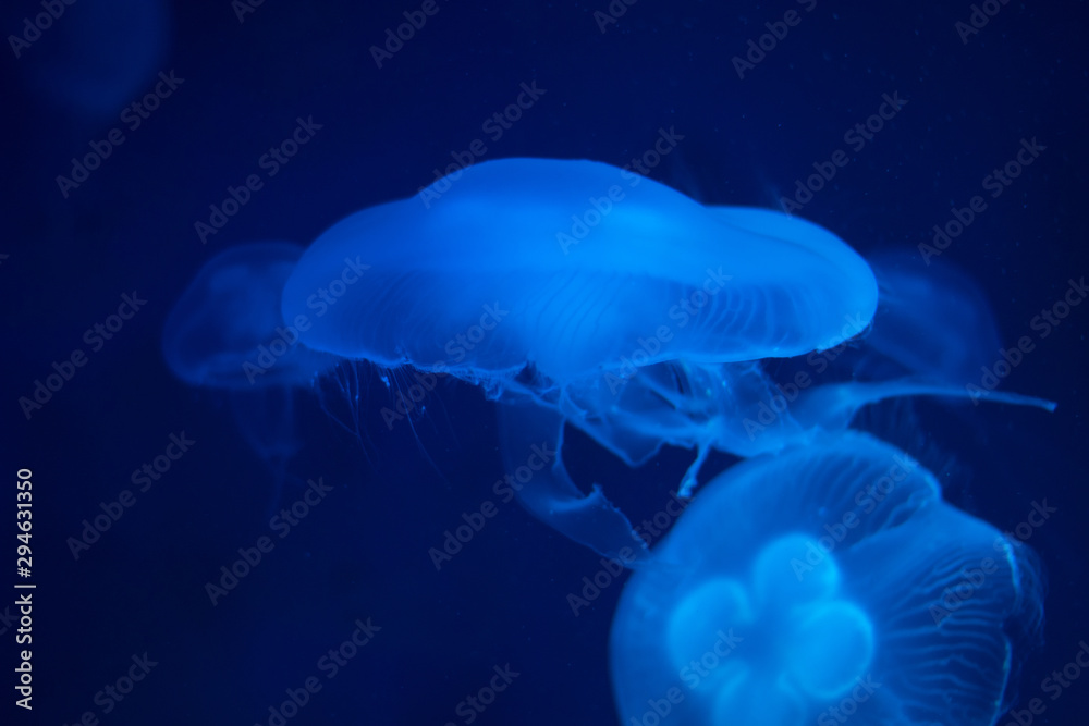 Moon jellyfish with blue light in aquarium at The institute of marine science, Bang-San, Thailand Moon jellyfish with blue light in aquarium at The institute of marine science, Bang-San, Thailand