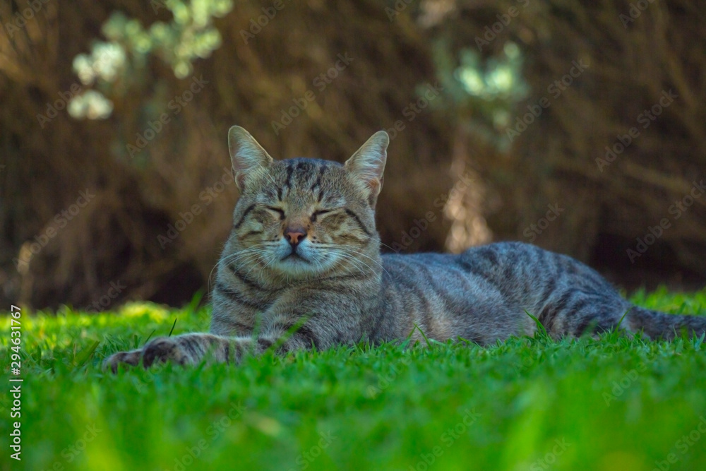 cute cat walking outdoor at sunny day 