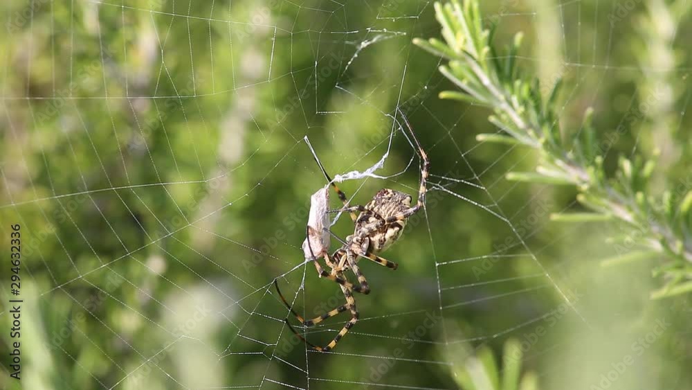 Spider Argiope lobata caught the butterfly and eats it, part 3. Spider separates the cocoon from cobwebs Spider Argiope lobata caught the butterfly and eats it, part 3. Spider separates the cocoon from cobwebs