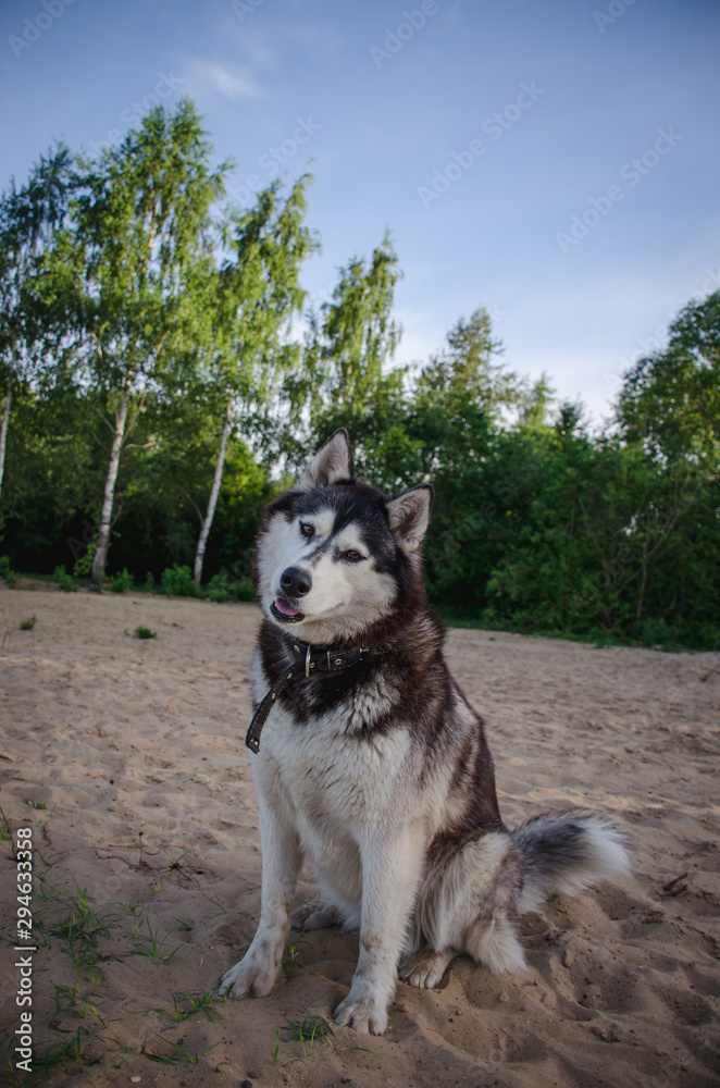 dog sitting on the beach