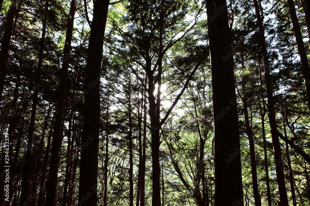 Fototapeta premium 塔ノ岳から大倉への登山道