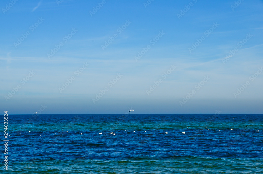 Obraz premium Deep blue ocean with some white seagulls swimming on it and a wide horizon