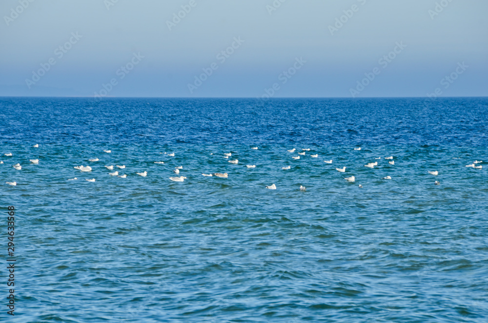 Deep blue ocean with some white seagulls swimming on it and a wide horizon Deep blue ocean with some white seagulls swimming on it and a wide horizon