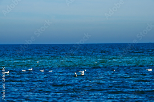 Deep blue ocean with some white seagulls swimming on it and a wide horizon