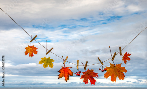 Autumn composition with maple leaves on background of the Baltic Sea, fall co...