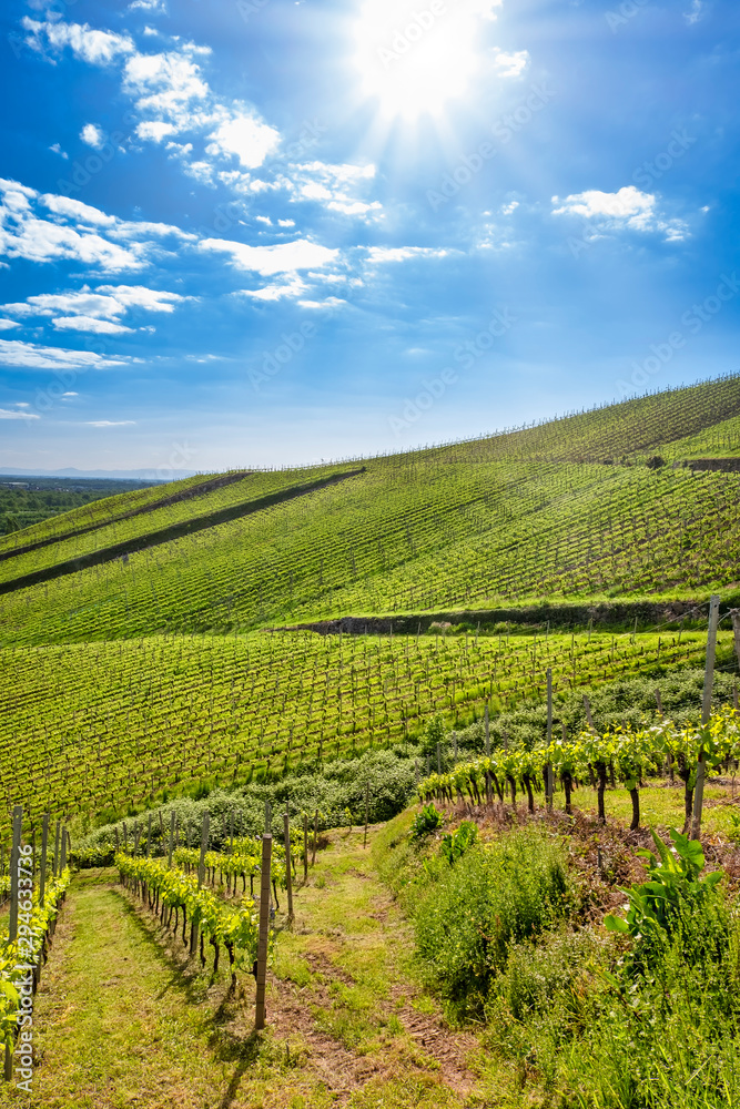 Sunrays over green blue sky vineyard landscape