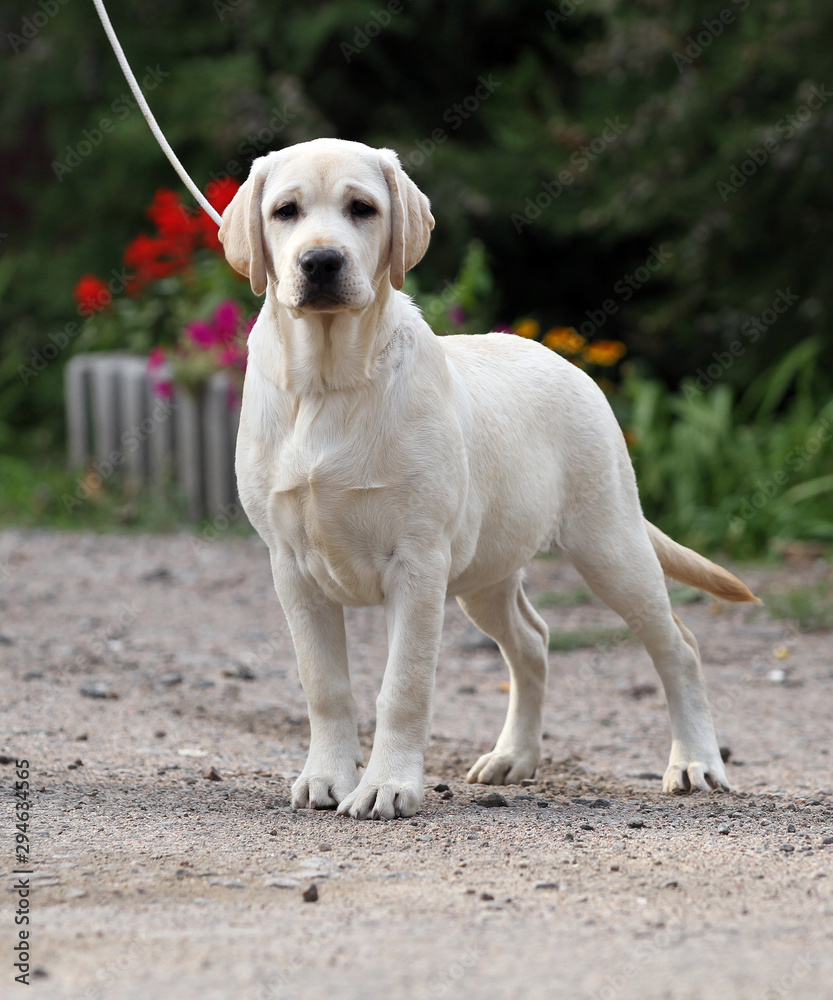 the sweet yellow labrador in the park the sweet yellow labrador in the park