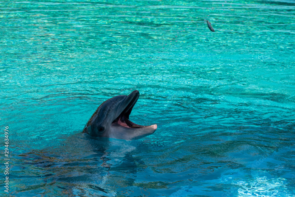 Obraz premium Dolphin in water catching a thrown fish