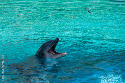 Dolphin in water catching a thrown fish