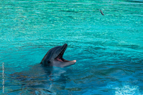 Canvas Print Dolphin in water catching a thrown fish