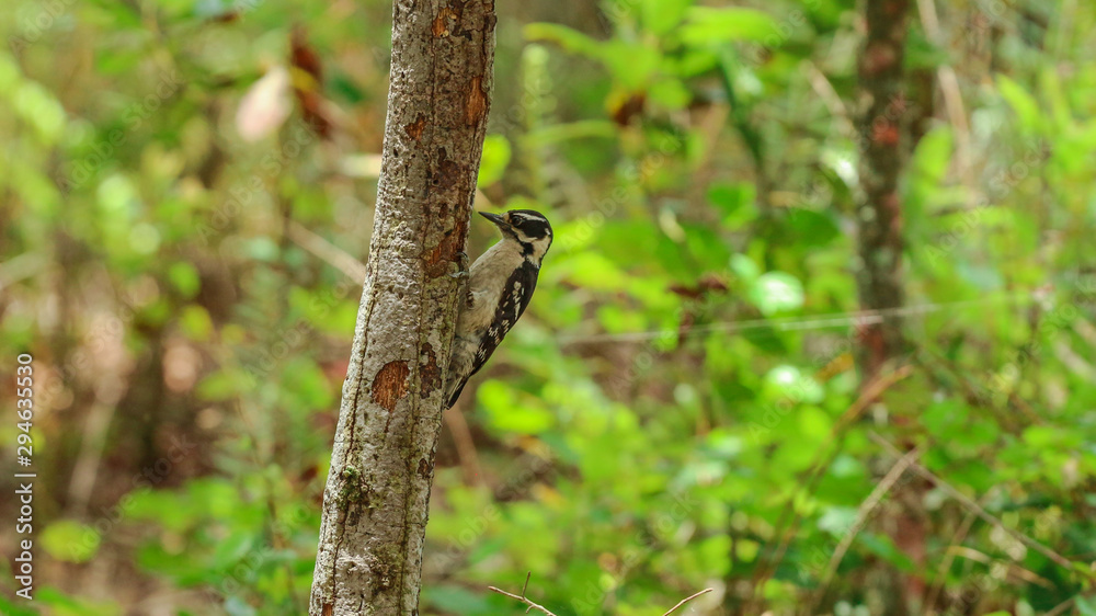 Woodpecker Bird in the Woods Woodpecker Bird in the Woods